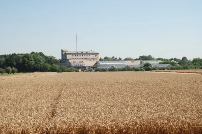 Реалізуємо пшеницю від виробника (третікале, ячмінь, яра пшениця)- фото № 14