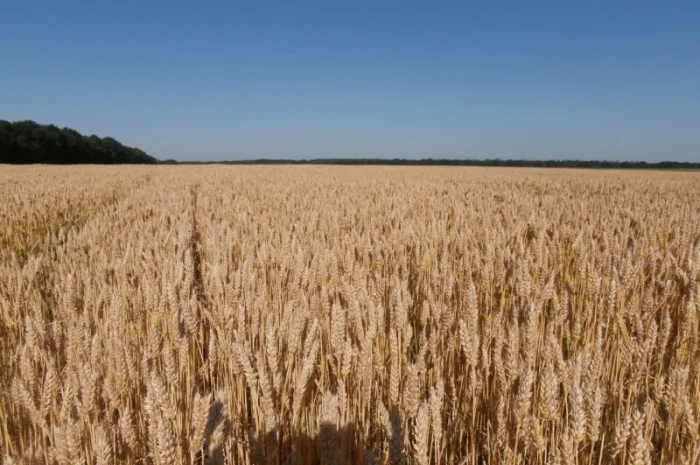 Реалізуємо пшеницю від виробника (третікале, ячмінь, яра пшениця)- фото № 1