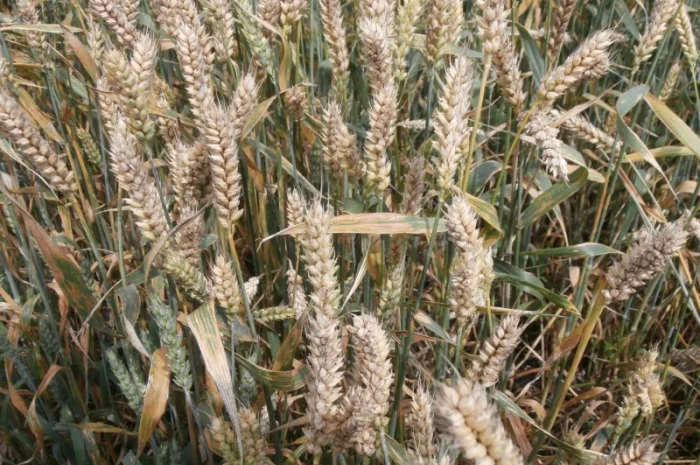 Реалізуємо пшеницю від виробника (третікале, ячмінь, яра пшениця)- фото № 15