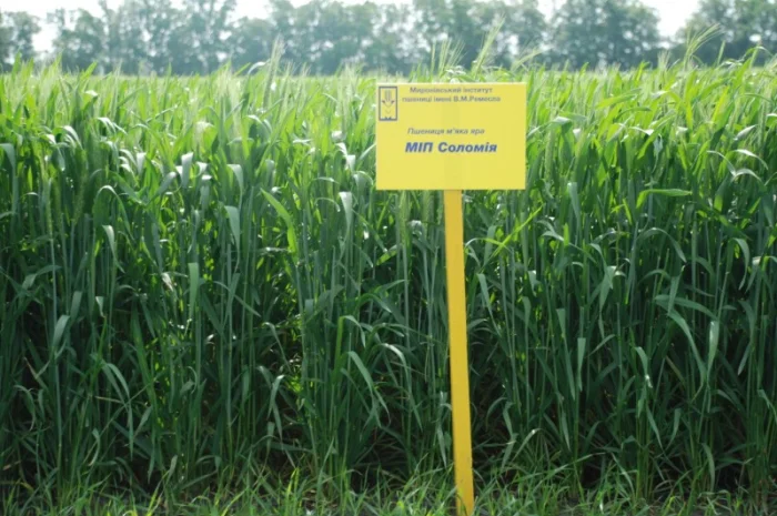 Насіння ярої пшениці- фото № 9