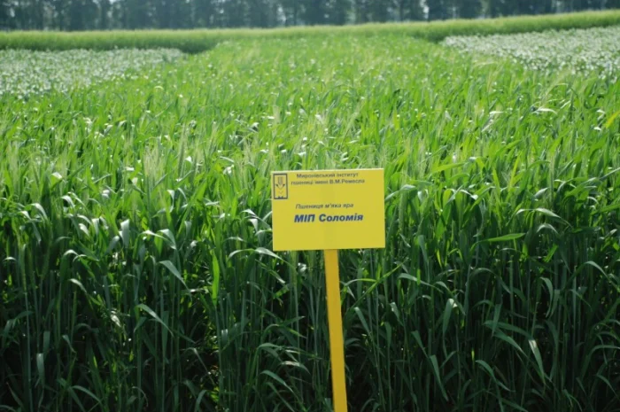 Насіння ярої пшениці- фото № 10