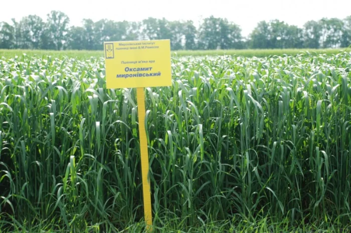 Насіння ярої пшениці- фото № 11