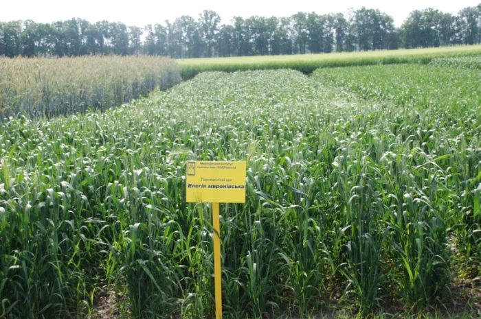 Насіння ярої пшениці- фото № 2