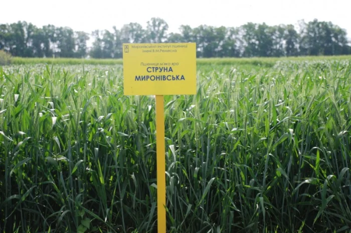 Насіння ярої пшениці- фото № 3