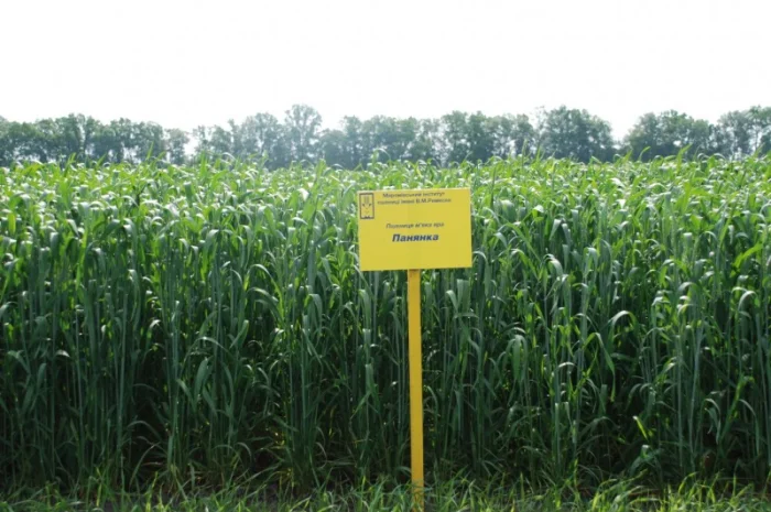 Насіння ярої пшениці- фото № 4