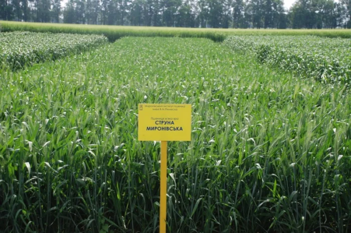 Насіння ярої пшениці- фото № 5