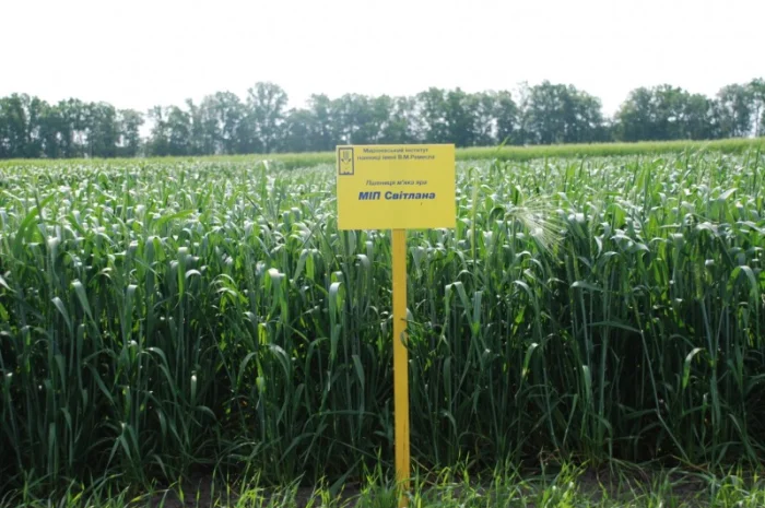 Насіння ярої пшениці- фото № 6