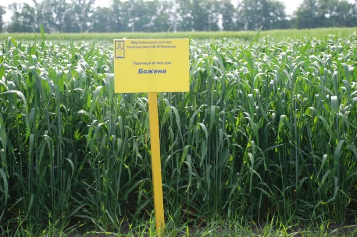 Насіння ярої пшениці- фото № 8