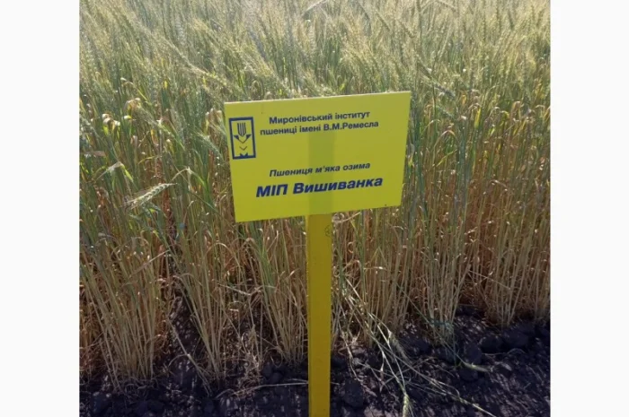 Продажа пшеницы сорта МІП Вишиванка- фото № 1