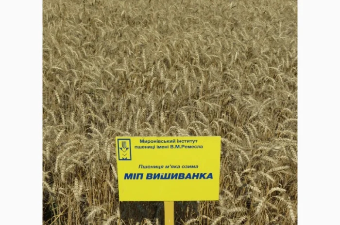 Продажа пшеницы сорта МІП Вишиванка- фото № 2