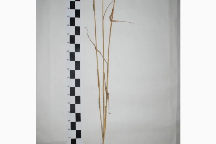 Продажа пшеницы сорта МІП Вишиванка- фото № 3