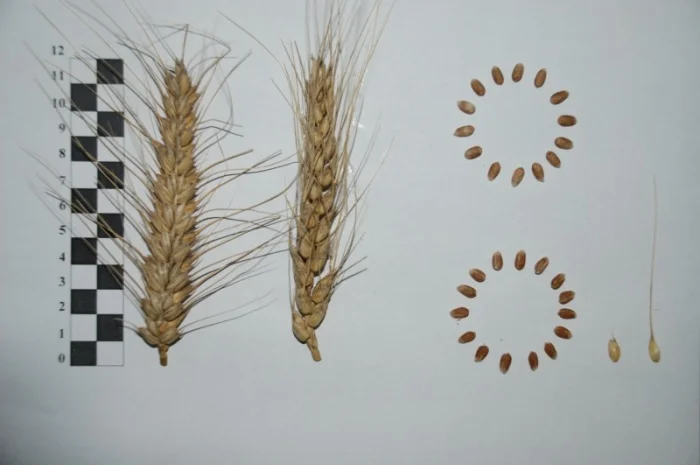 Продажа пшеницы сорта МІП Вишиванка- фото № 4