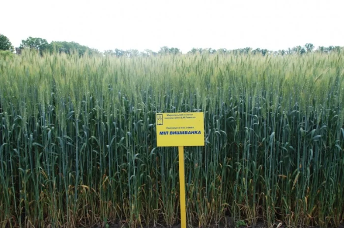 Продажа пшеницы сорта МІП Вишиванка- фото № 5