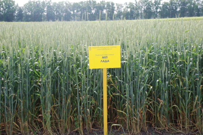 Продаж пшениці МІП Лада- фото № 1