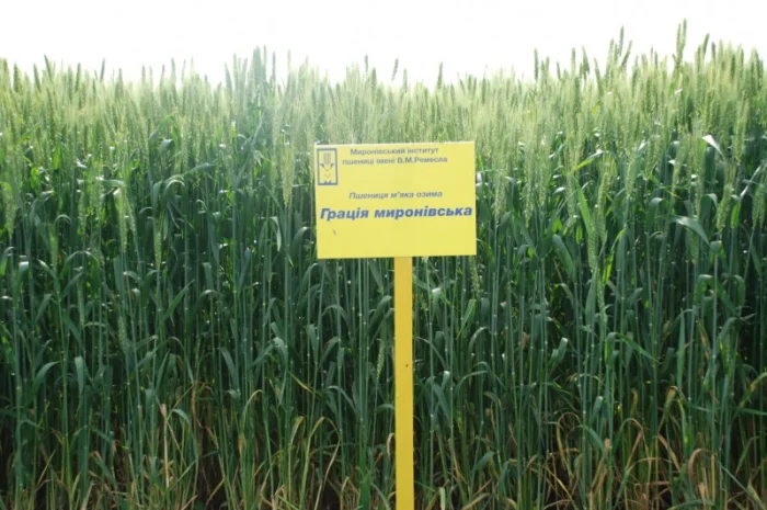 Продажа пшеницы Грация Мироновская- фото № 1
