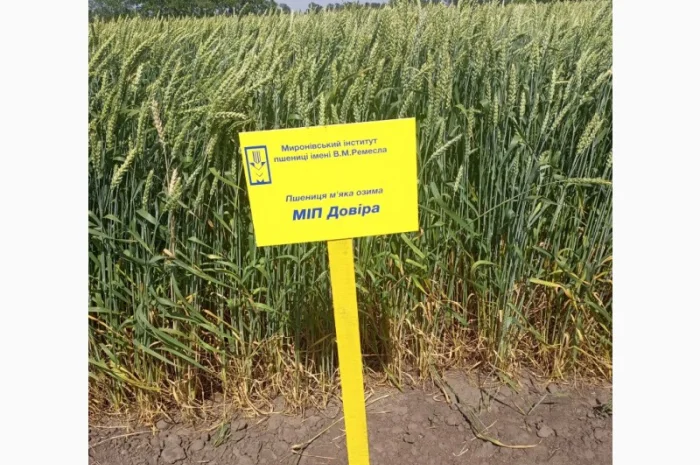 Пшеница МІП Довіра с высокими урожаями- фото № 1