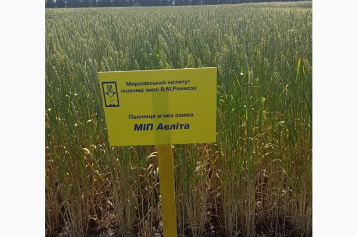 Продаю МІП Аеліта - пшениця м'яка озима- фото № 1