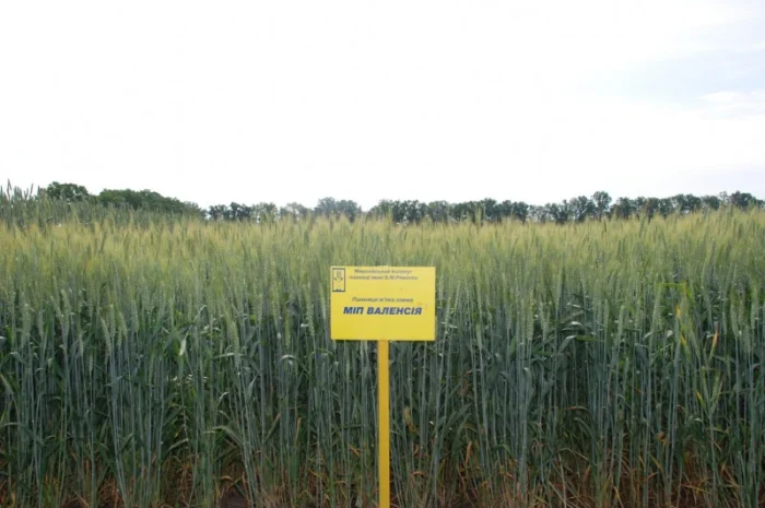 Пшениця МІП Валенсія на продаж- фото № 1