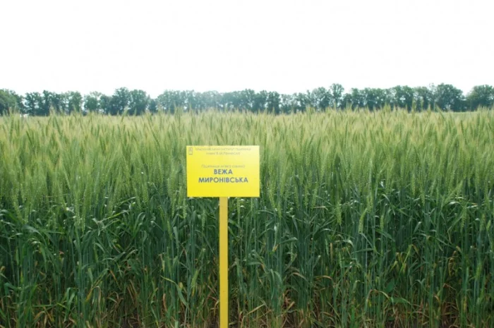 Продаж пшениці Вежа Миронівська- фото № 1