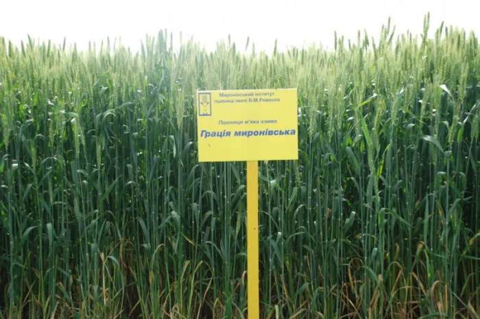 Пшеница мягкая озимая Грація Миронівська на продажу- фото № 1