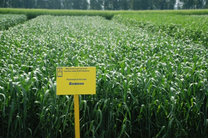 Пшениця яра Божена на продаж- фото № 1