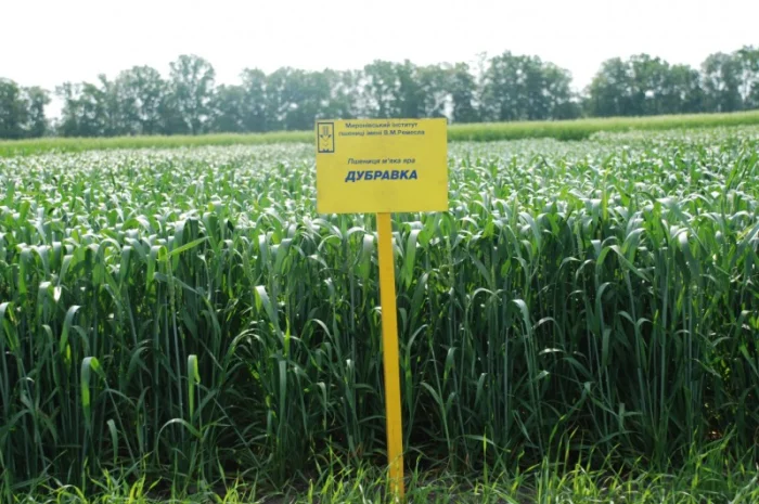 Продаж пшениці МІП Дубравка яра- фото № 1