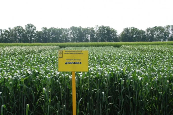 Продаж пшениці МІП Дубравка яра- фото № 2