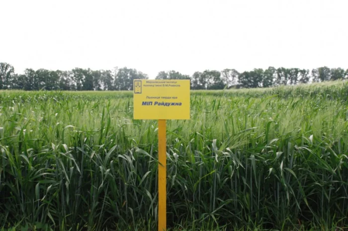 Продаж Райдужна тверда яра пшениця- фото № 1