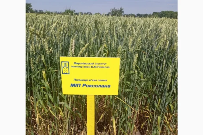 Пшениця м'яка озима МІП Роксолана- фото № 1