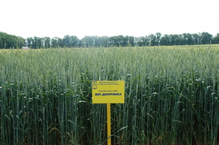 Продаж пшениці МІП Дніпрянка- фото № 1