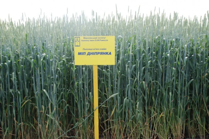 Продаж пшениці МІП Дніпрянка- фото № 2