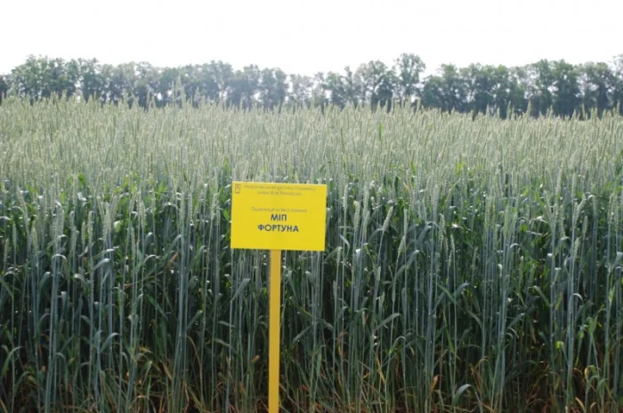 Продаж пшениці МІП Фортуна- фото № 1