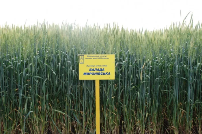 Пшениця м'яка озима Балада на продажу- фото № 1