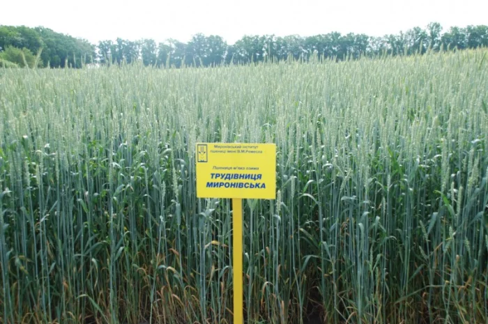 Мягкая озимая пшеница Трудівниця миронівська- фото № 1