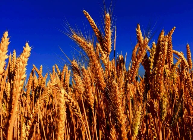 Закупаємо пшеницю 2/3/4 Б/Н і кеш- фото № 1