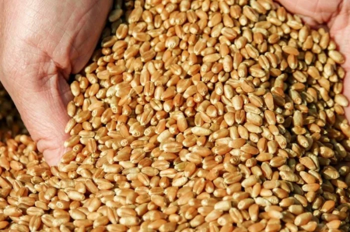 Закупка пшеницы 4 класс от 200 тонн- фото № 1