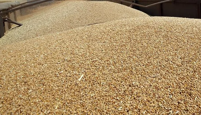 Пшениця 2-4 класу- фото № 1