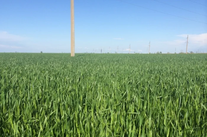 Канадська пшениця озима Толедо на продаж- фото № 1