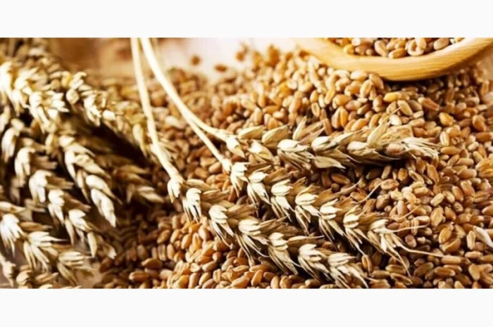 Закупка пшеницы фураж в Полтаве- фото № 3