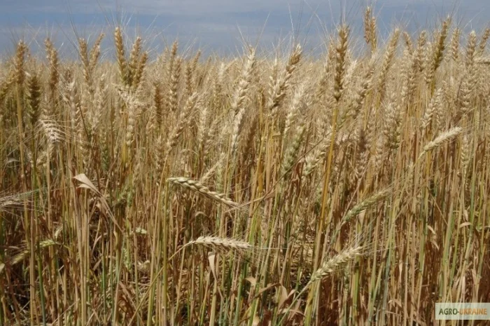 Насіння озимої пшениці Мирлена (еліта) для продажу- фото № 1
