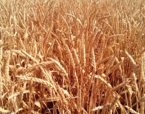 Семена озимої пшениці Повелія на продаж- фото № 1