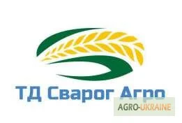 Семена озимої пшениці Повелія на продаж- фото № 2