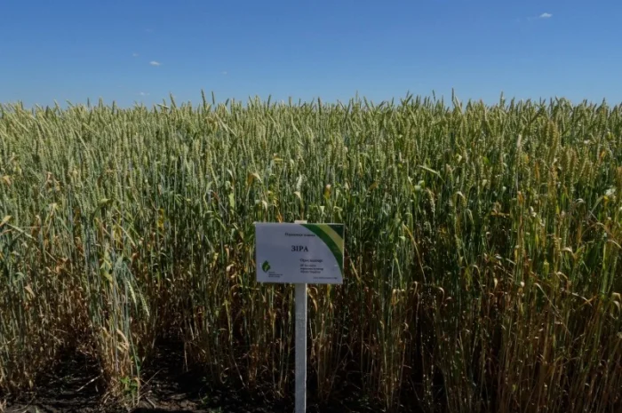 Семена озимой пшеницы Зира элита на продажу- фото № 1