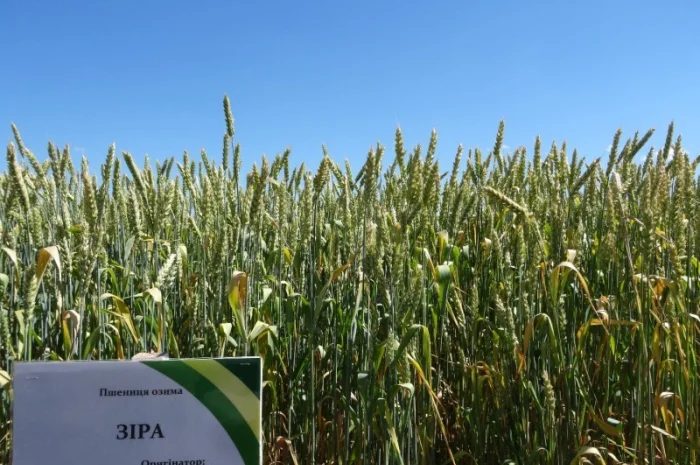 Семена озимой пшеницы Зира элита на продажу- фото № 2