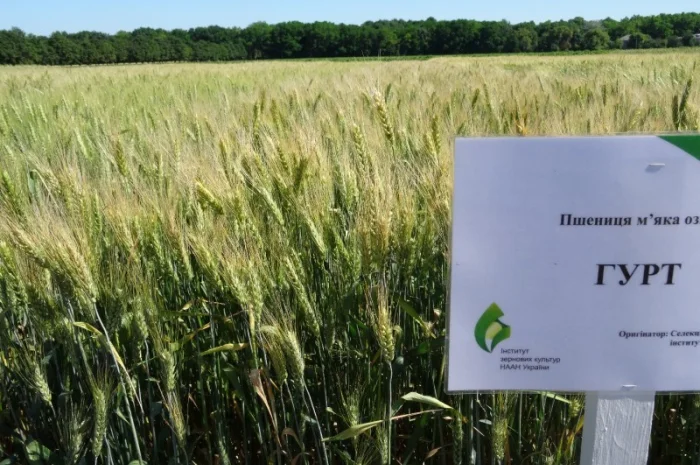 Семена озимої пшениці Гурт (еліта) для продажу- фото № 1