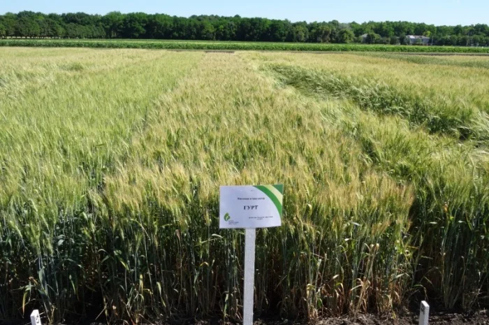 Семена озимої пшениці Гурт (еліта) для продажу- фото № 2