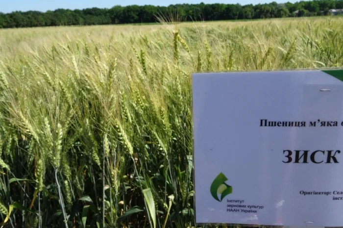 Семена озимой пшеницы Зиск на продажу- фото № 1