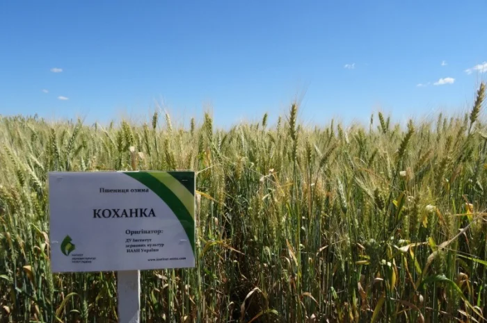 Насіння озимої пшениці Коханка (еліта) на продаж- фото № 1