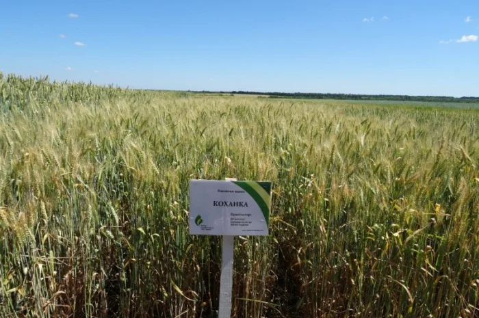 Насіння озимої пшениці Коханка (еліта) на продаж- фото № 2