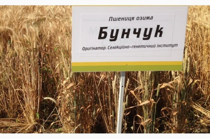 Семена озимої пшениці Бунчук на продаж- фото № 1